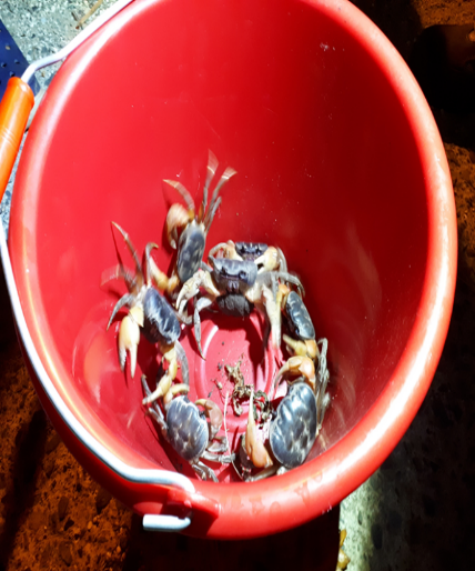 Crab volunteers help release land crabs to the sea during the breeding period.