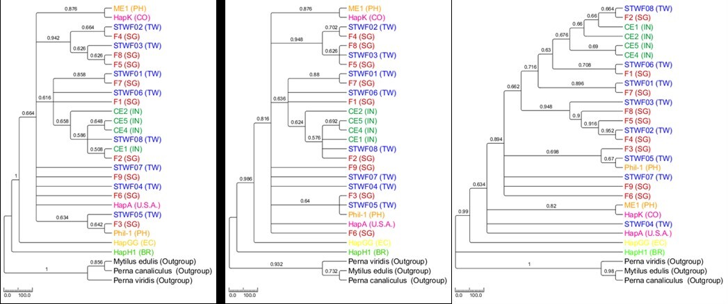 Based on the establishment of kinship and literature review, it is inferred that the Mytella strigata may have invaded Taiwan from the Philippines or Singapore via ocean shipping or ocean currents. Its place of origin is Colombia.