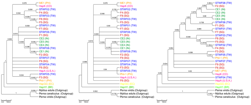 Based on the establishment of kinship and literature review, it is inferred that the Mytella strigata may have invaded Taiwan from the Philippines or Singapore via ocean shipping or ocean currents. Its place of origin is Colombia.