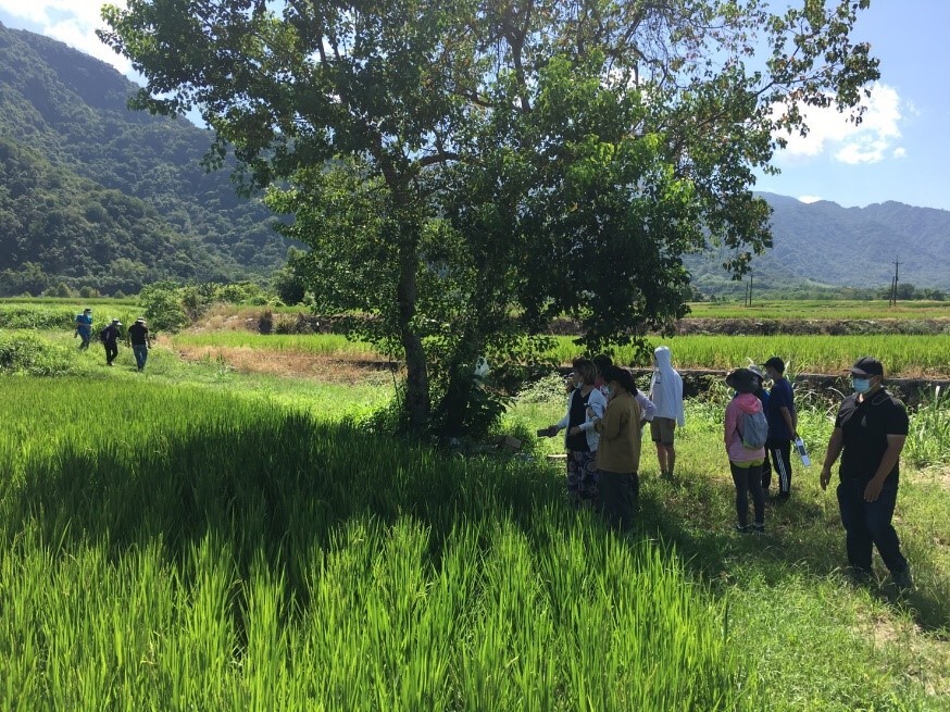 Spring paddy rice fields in Yuli Township 