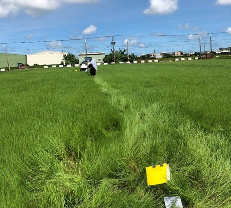 Pastures in Fuxing Township, Changhua County 