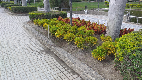 Garden crotons planted along Ye-Lin Avenue, Jin-De Campus