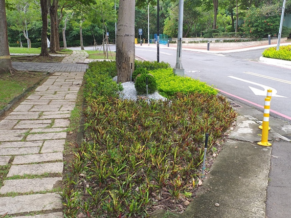 Garden crotons and golden dewdrops planted in front of the College of Management, Bao-Shan Campus